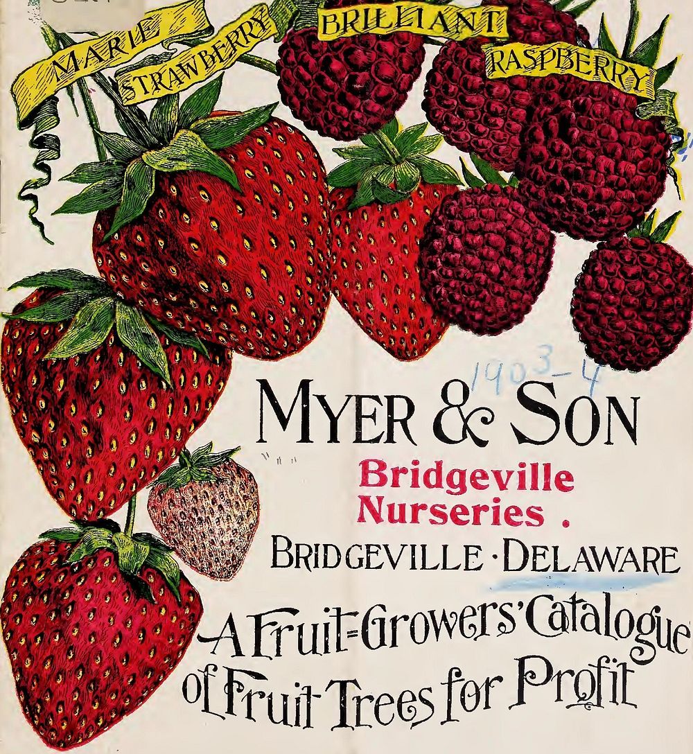 Subjects: Nursery stock Delaware Bridgeville Catalogs; Fruit trees Seedlings Catalogs; Berries Catalogs (1904)