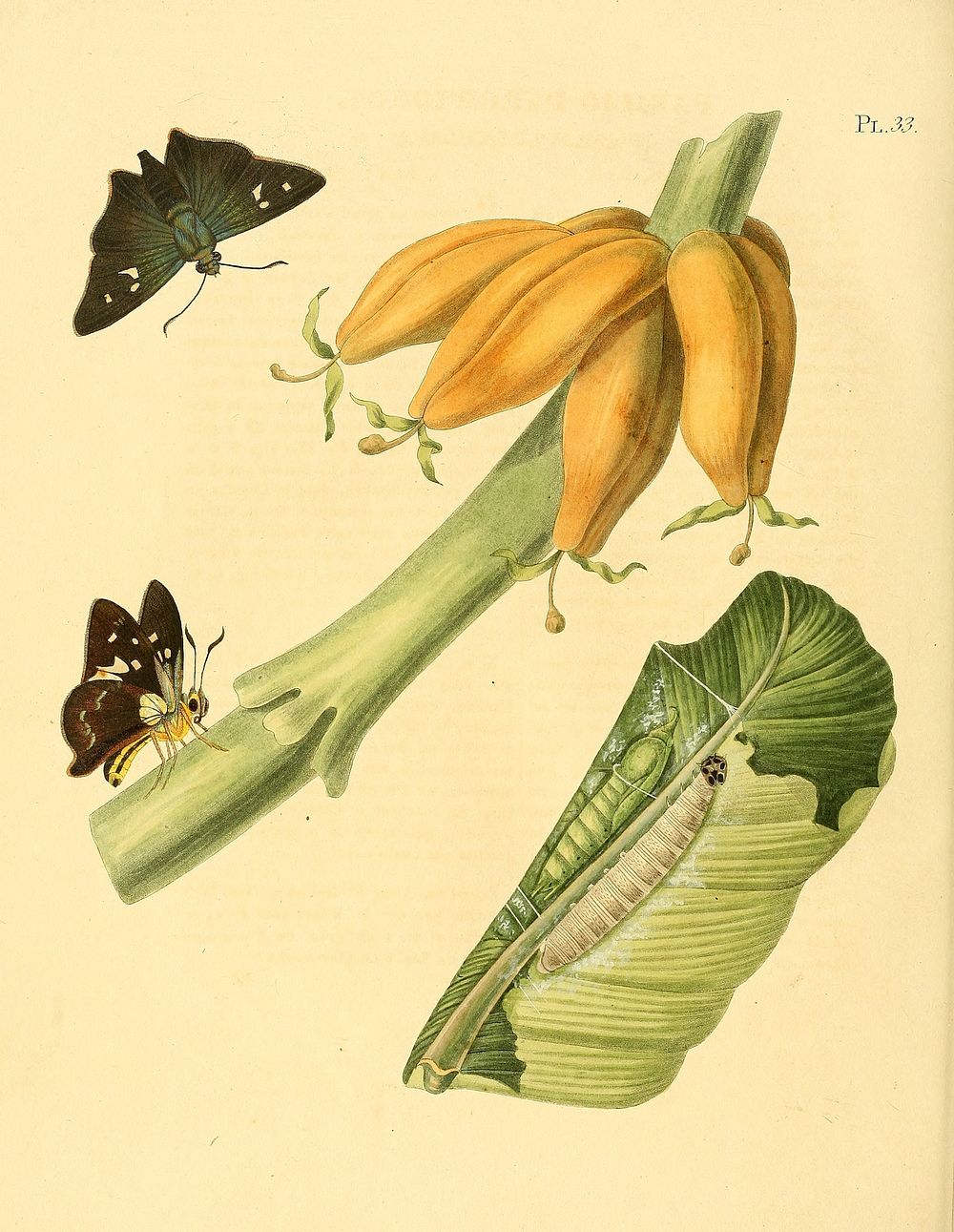 Illustration of: Thracides phidon (as syn. Papilio pyrophoros) (1848) by Jan Sepp.