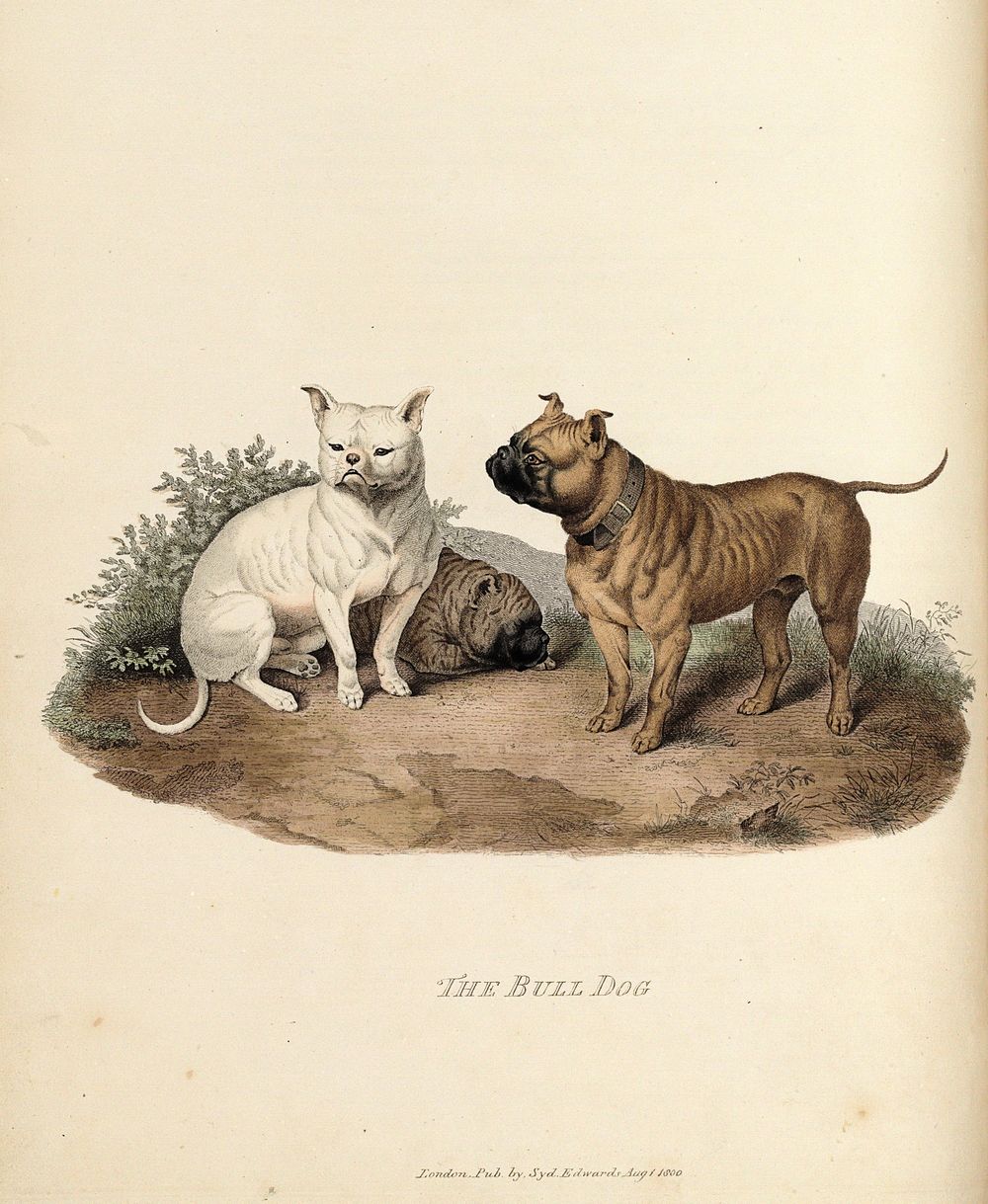 "The Bull Dog". EDWARDS, Sydenham (c.1769-1819). Cynographia Britannica: Consisting of Coloured Engravings of Various Breeds…