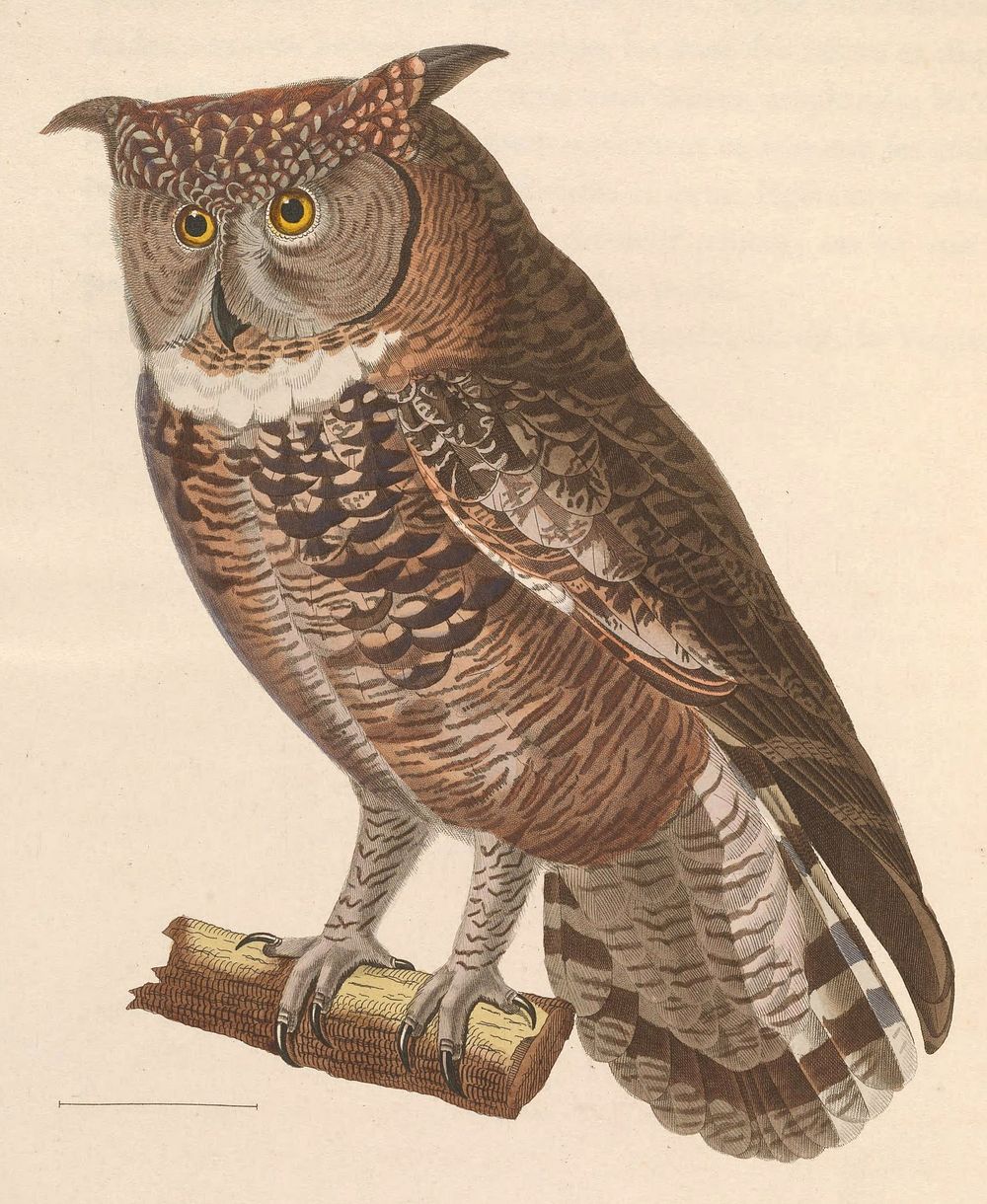 &laquo; Strix africana &raquo; = Bubo africanus (Spotted Eagle-Owl) (1838) by Nicolas Huet & Jean Gabriel Pr&ecirc;tre.