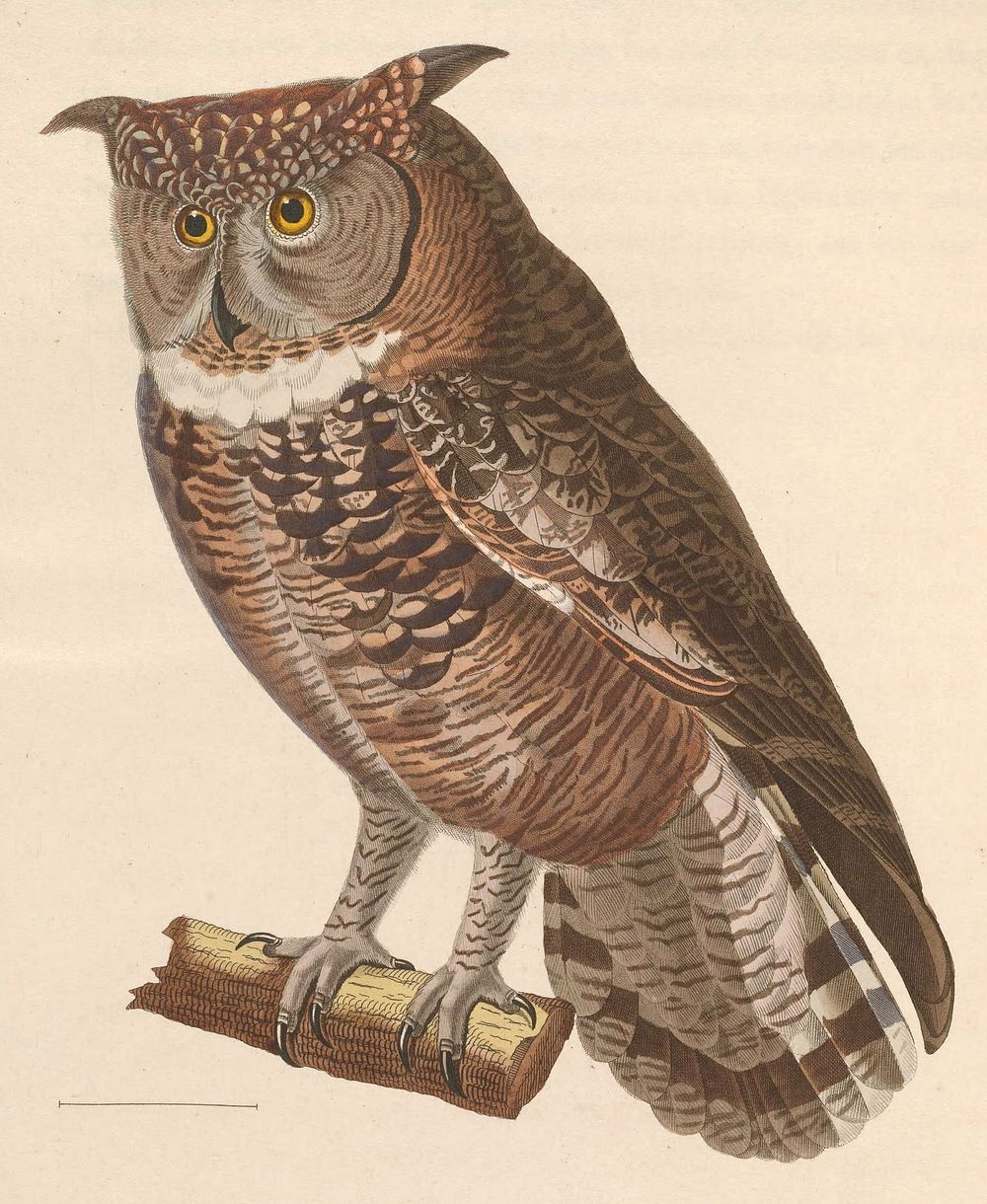 « Strix africana » = Bubo africanus (Spotted Eagle-Owl) (1838) by Nicolas Huet & Jean Gabriel Prêtre.