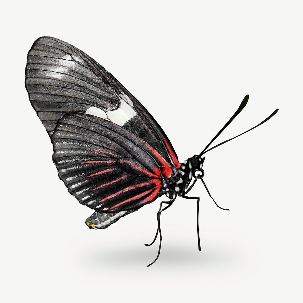 Black butterfly image graphic psd