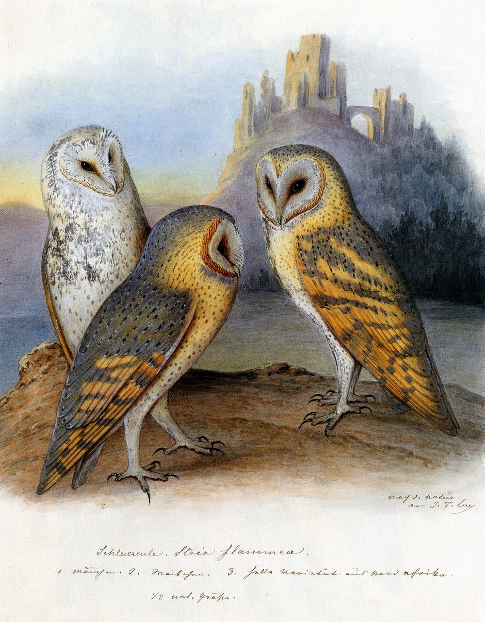 Deutsch: Schleiereulen: Abbildung aus dem Werk von Johann Friedrich Leu über die Vögel Europas