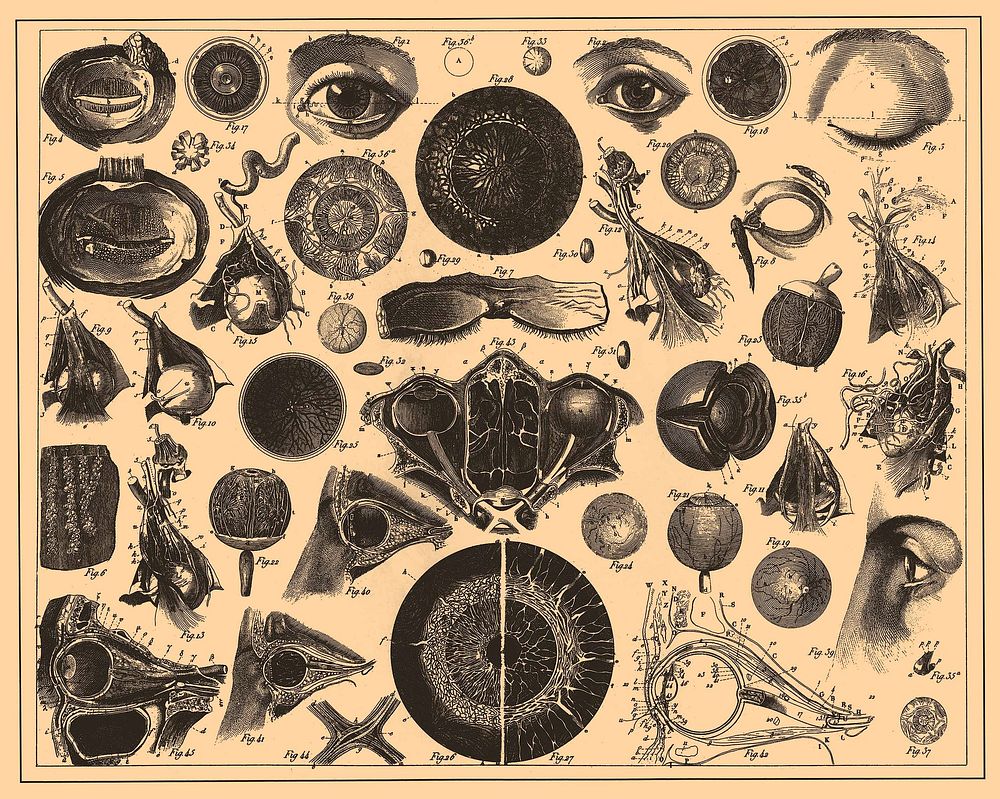 Illustration from Brockhaus and Efron Encyclopedic Dictionary (1890—1907)