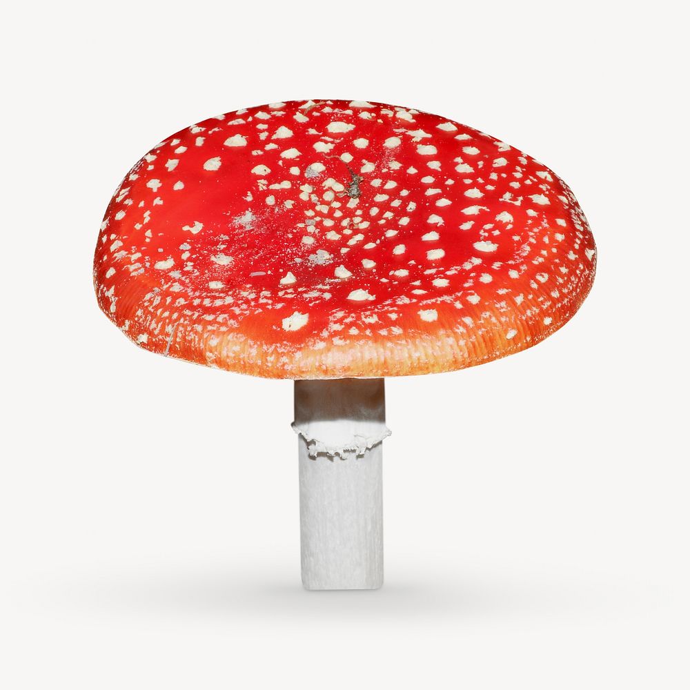 Fly agaric mushroom isolated object on white