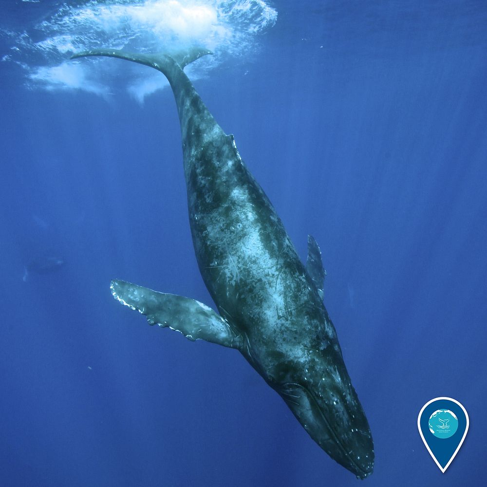 Humpback whale in Hawaiian Islands Humpback Whale National Marine Sanctuary. Photograph taken under NOAA Permit #…