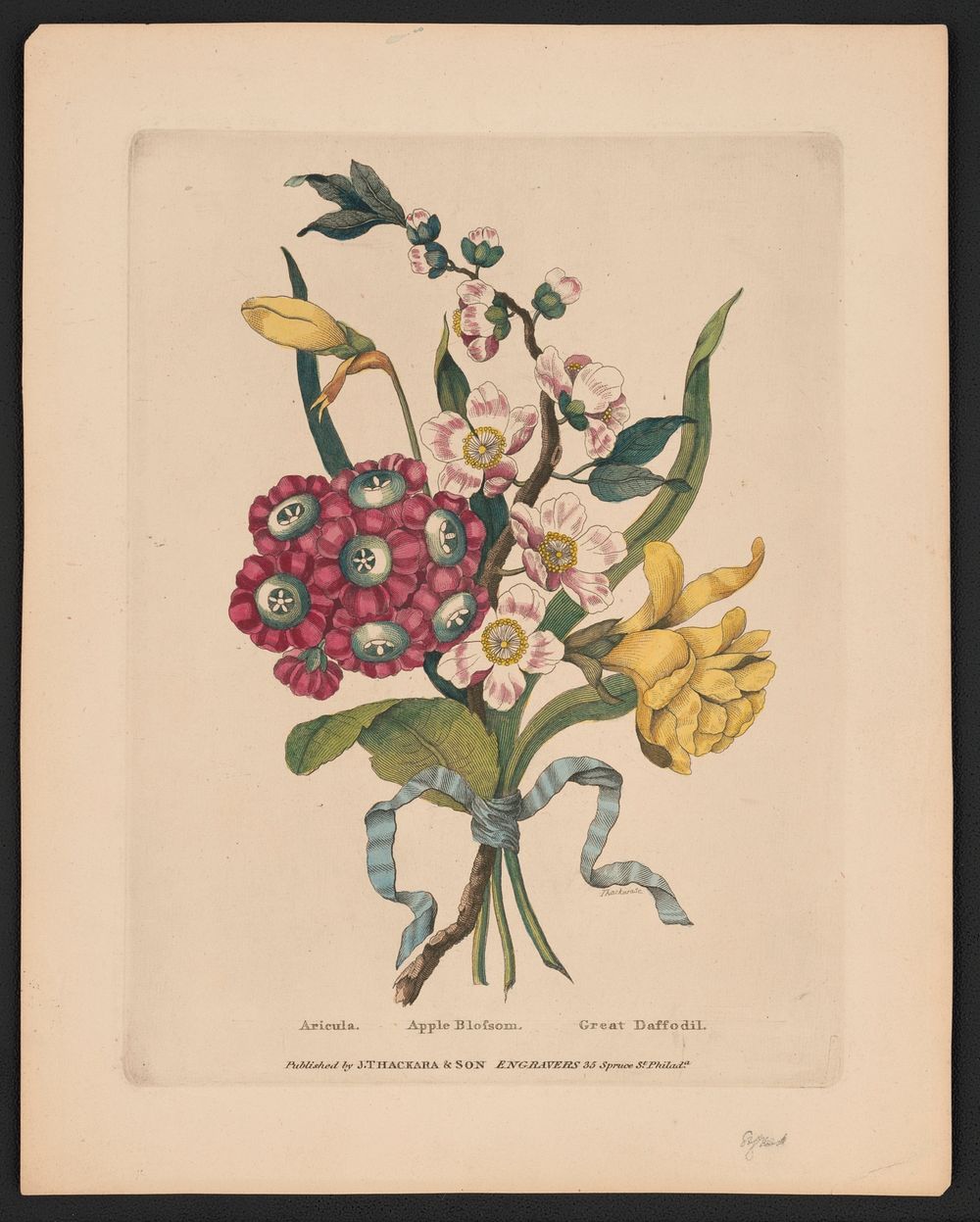 Aricula sic, apple blossom, great daffodil  Thackara sc. [between 1814 and 1817] by J. Thackara & Son