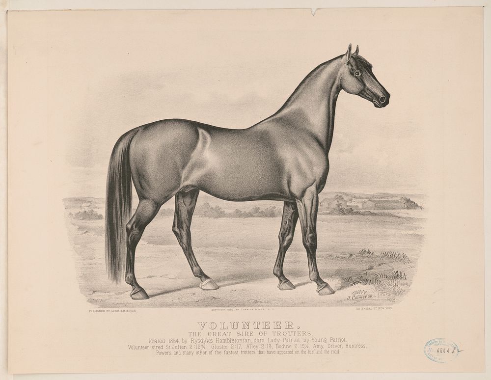 Volunteer: the great sire of trotters by Cameron, John (1880) by Currier & Ives