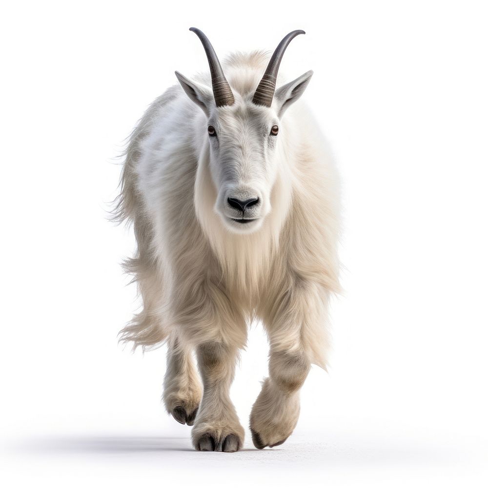 Goat livestock wildlife mammal. AI generated Image by rawpixel.
