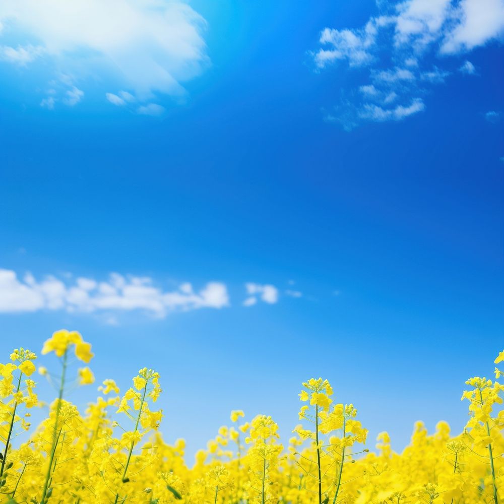 Rapeseed field detail landscape sky agriculture. AI generated Image by rawpixel.