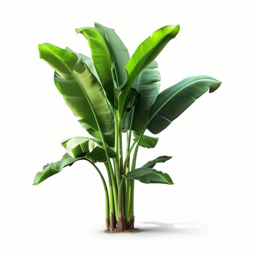 A banana tree plant green leaf. AI generated Image by rawpixel.