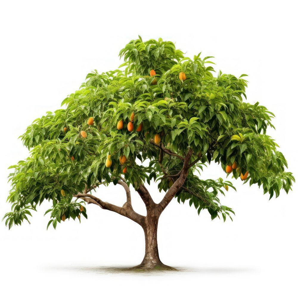 Mango tree plant fruit leaf. AI generated Image by rawpixel.