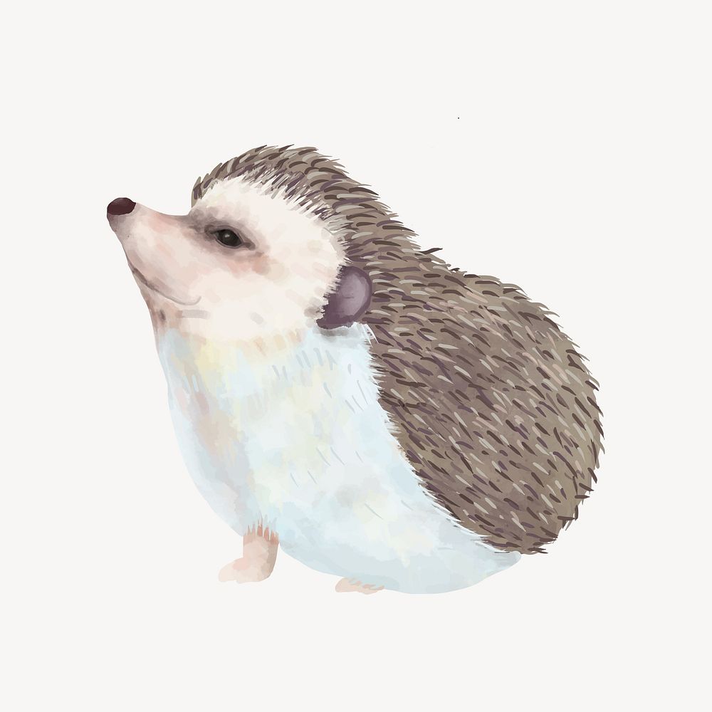 Cute hedgehog watercolor illustration