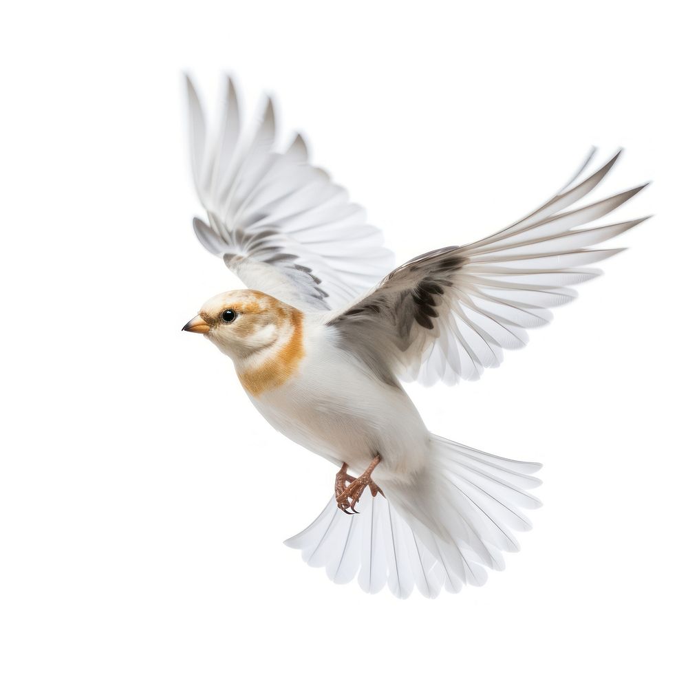 Snow bunting flying animal white. AI generated Image by rawpixel.