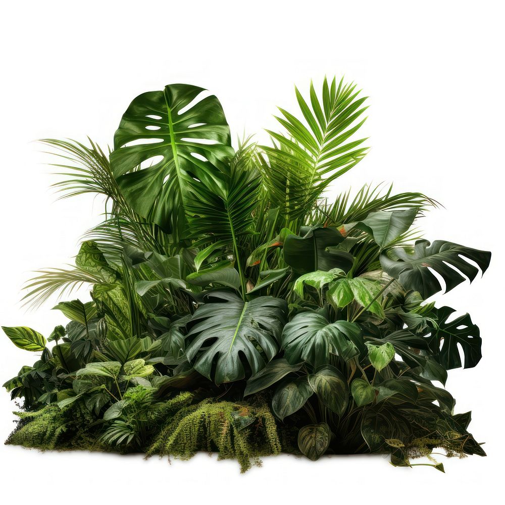 Tropical plants vegetation outdoors tropics. AI generated Image by rawpixel.
