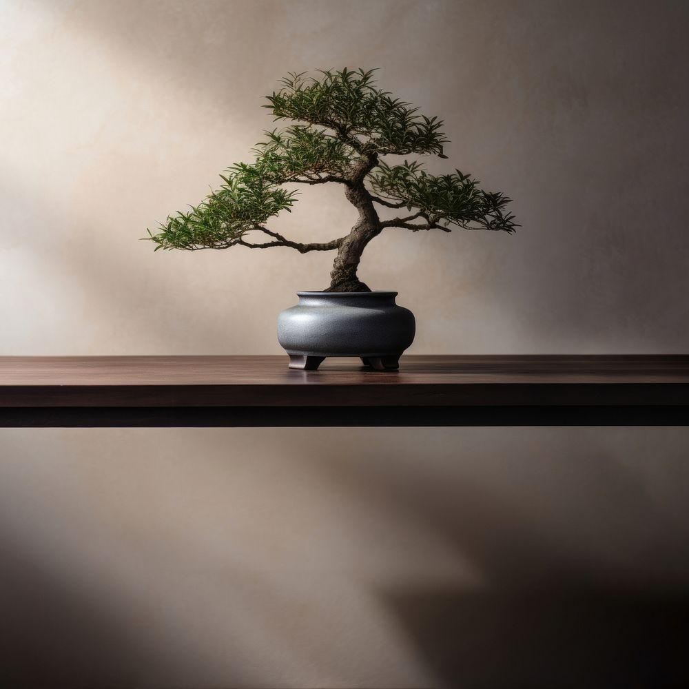 photo of a bonsai tree in the room.  