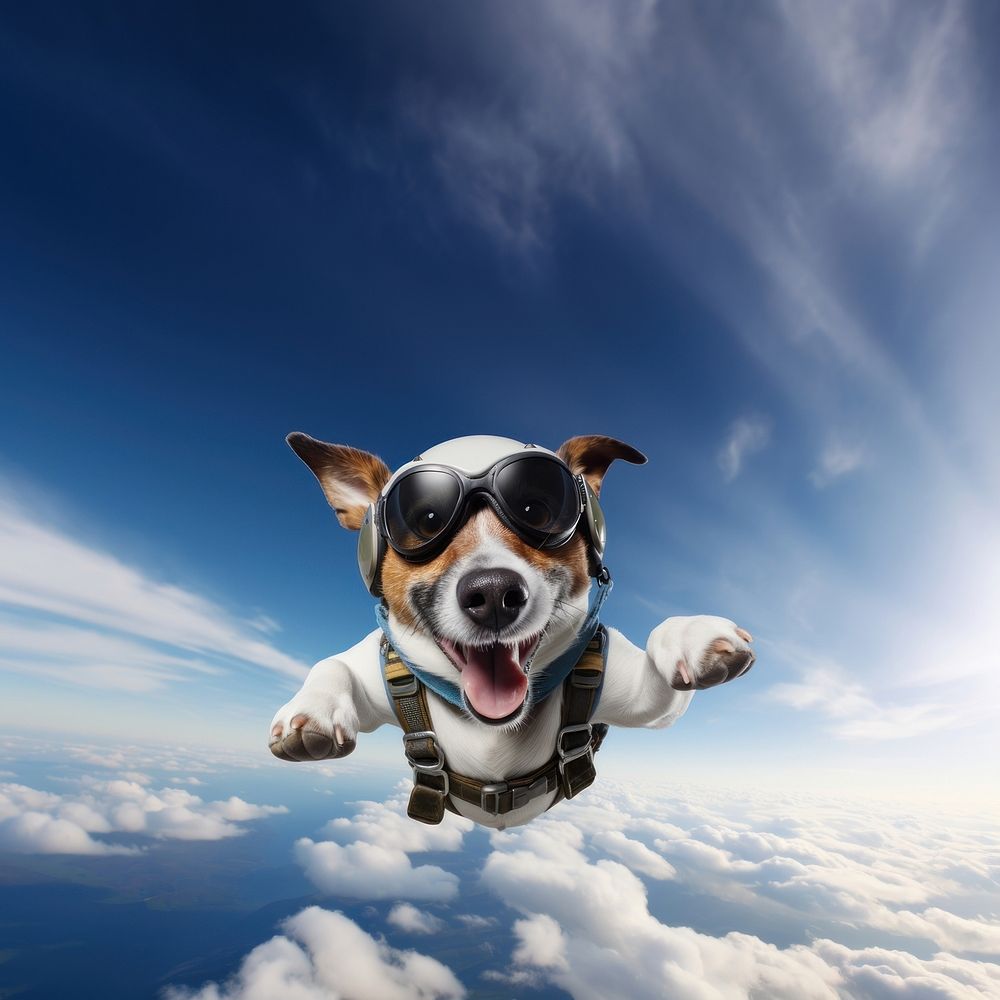 Dog skydiving animal. 