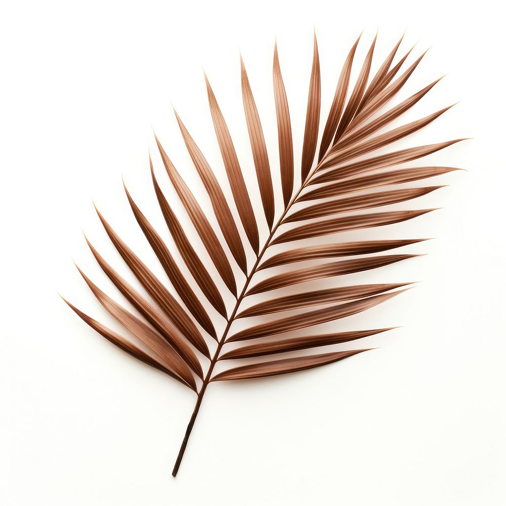 Singel Palm leaves plant brown leaf. AI generated Image by rawpixel.