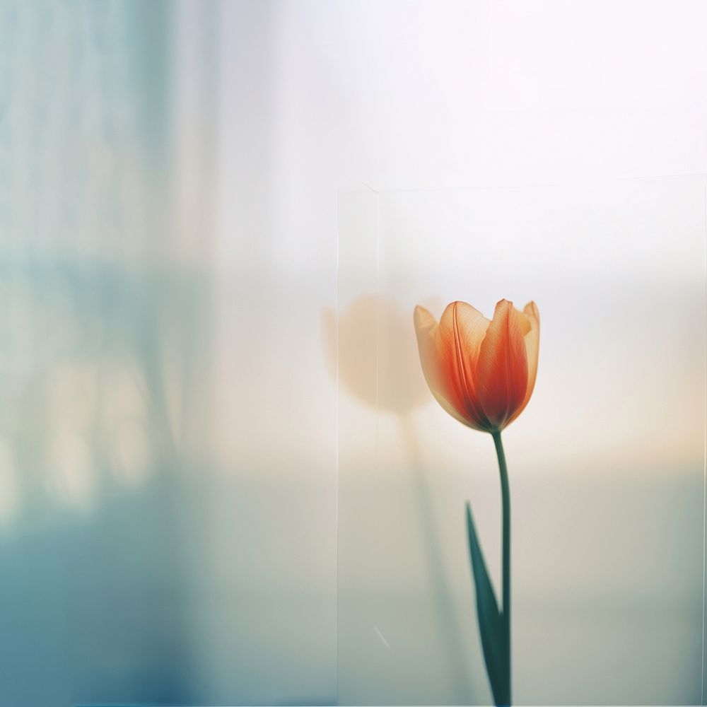 a blurry picture of a singel tulip behind the blurred glass. AI generated Image by rawpixel.