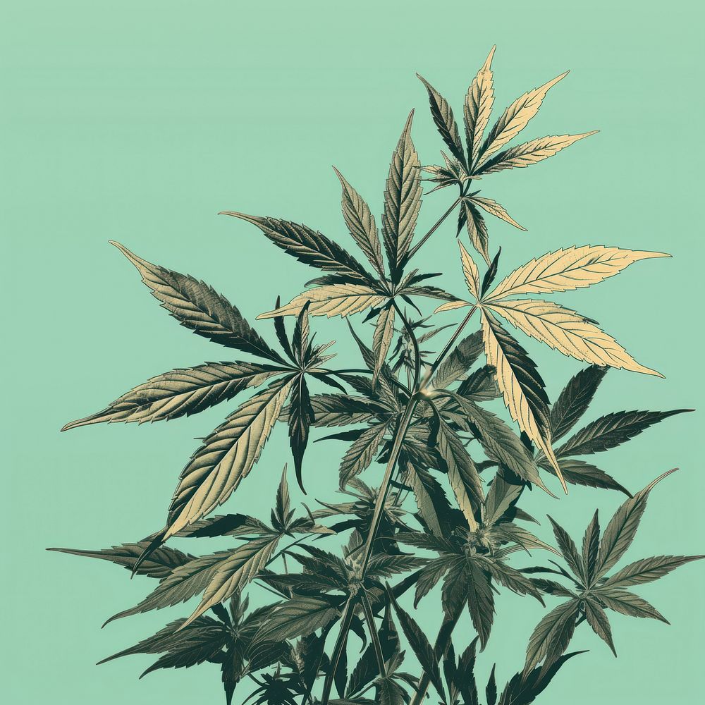 Cannabis plant leaf medicine. AI generated Image by rawpixel.