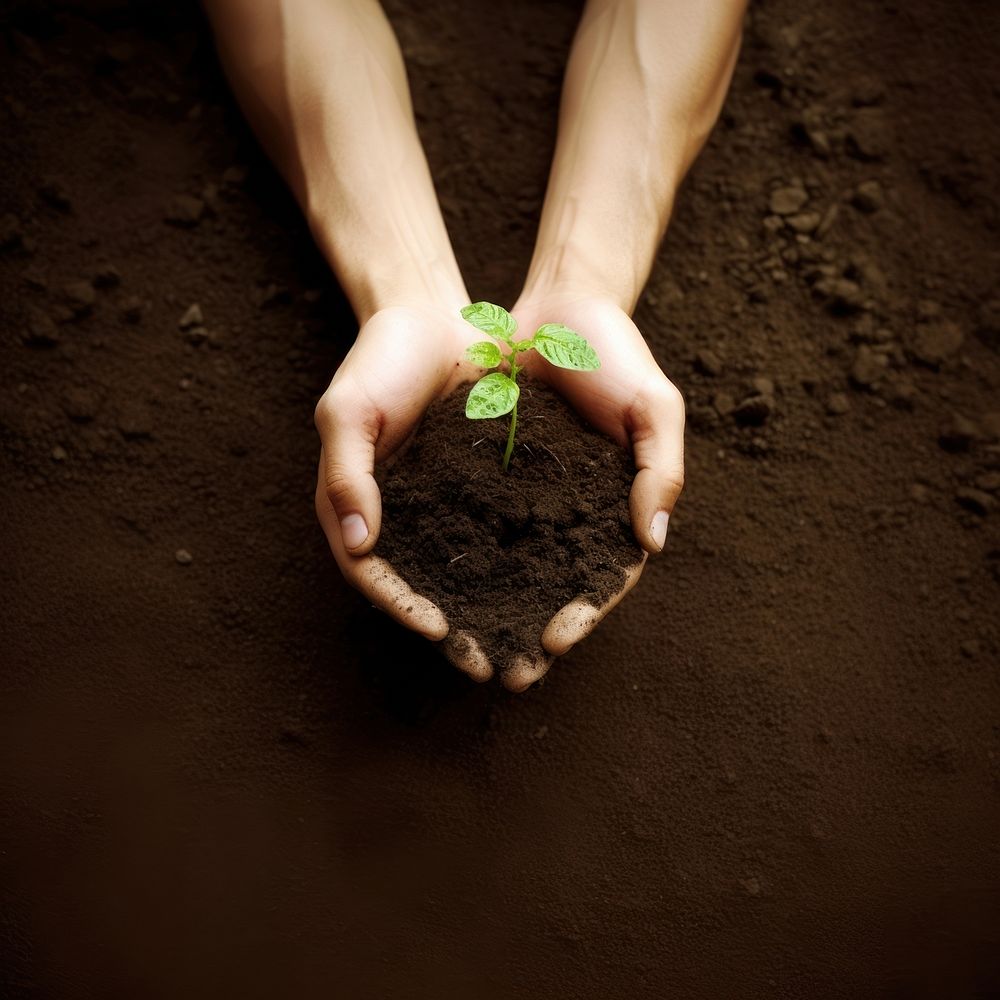 A little tree planting outdoors holding. AI generated Image by rawpixel.