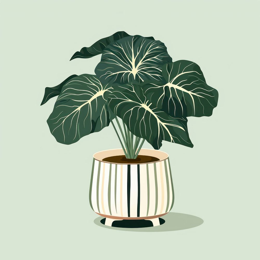 Alocasia longiloba plant leaf vase. 