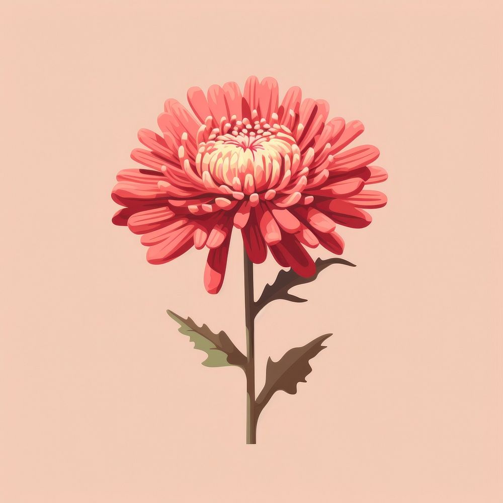 Chrysanthemum chrysanths flower dahlia. AI generated Image by rawpixel.