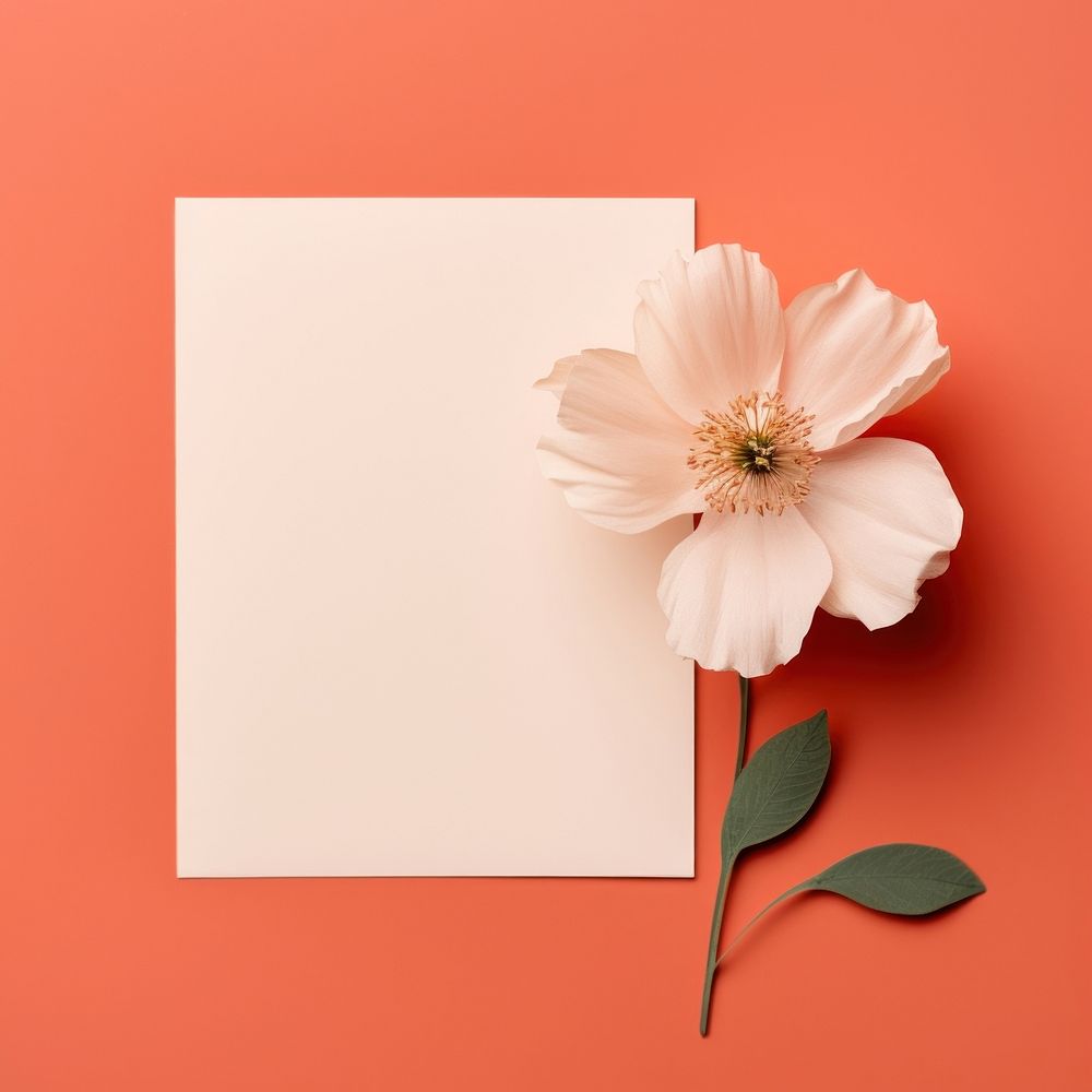 Blank paper with a delicate flower on a coral background. The flower and paper create a soft, elegant composition. Flower…