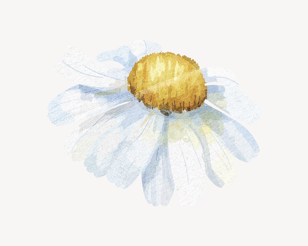 Daisy flower, botanical element