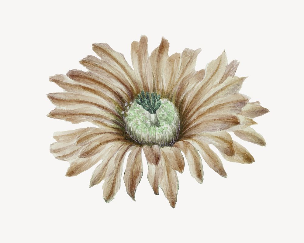 Brown flower, botanical element