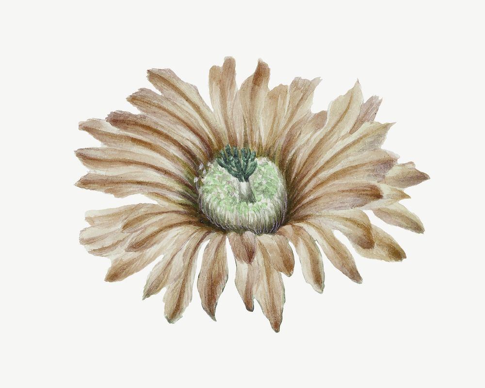 Brown flower, botanical collage element psd