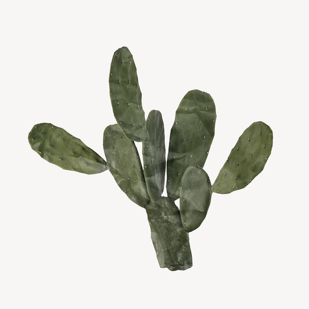 Succulent cactus, paper craft element