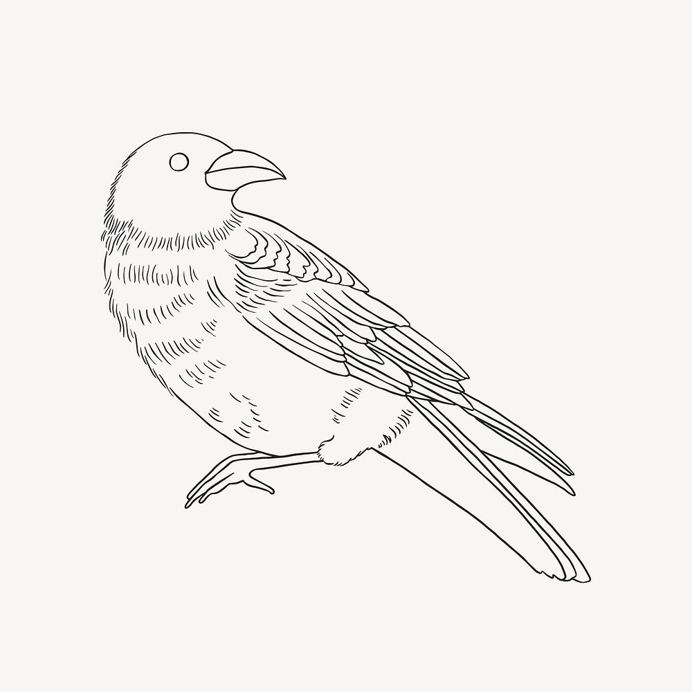 Bird outline, spiritual illustration, design resource