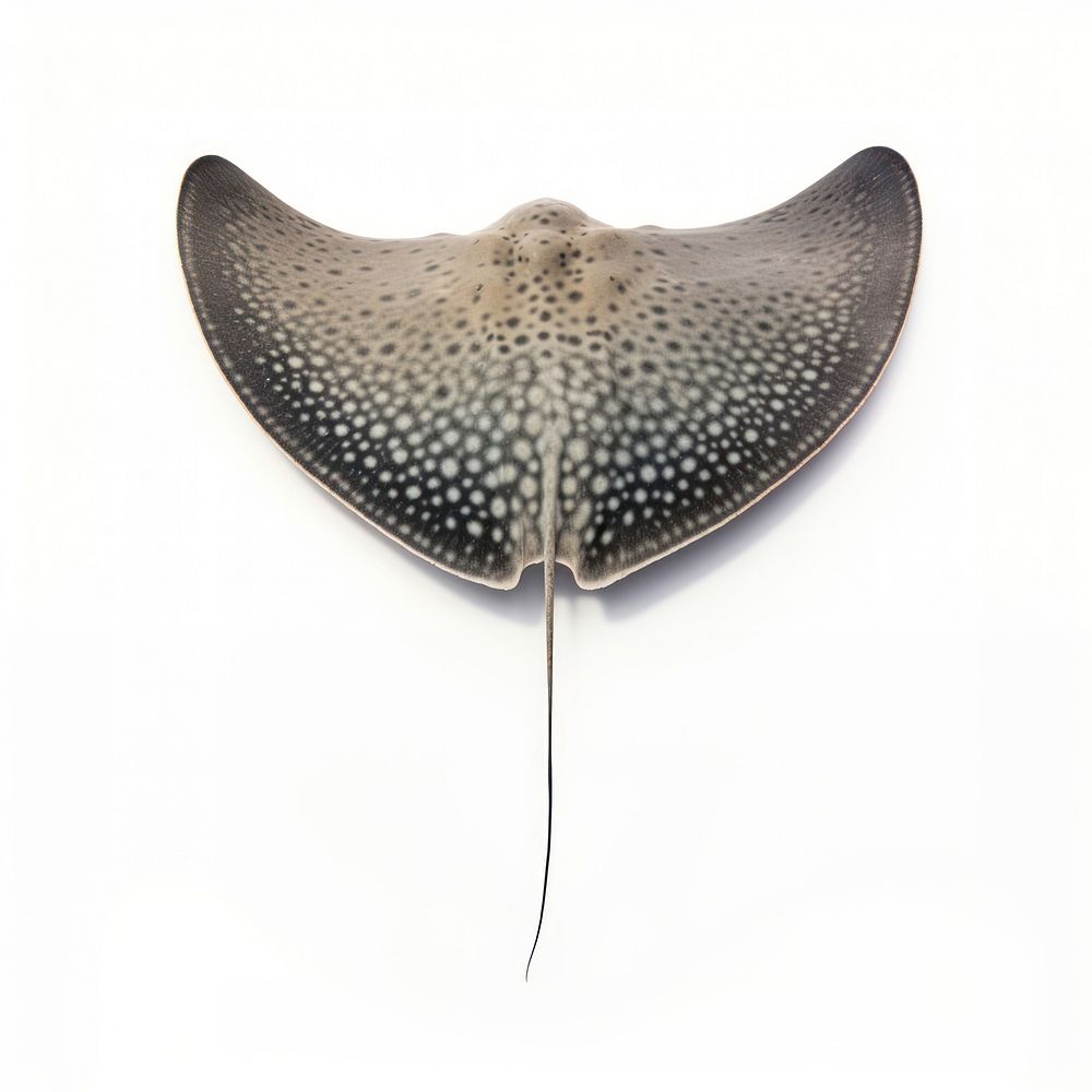 Stingray animal fish wildlife. AI | Free Photo - rawpixel