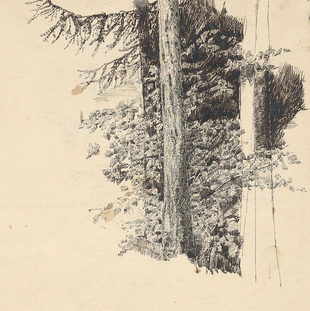 A study of a group of conifers near a deciduous tree