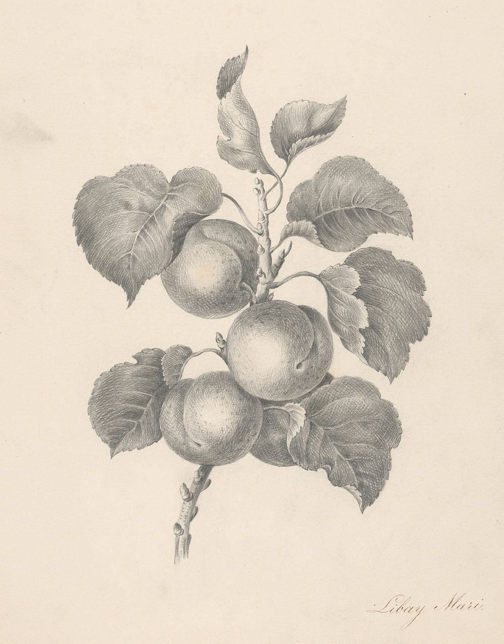 Branch with fruit