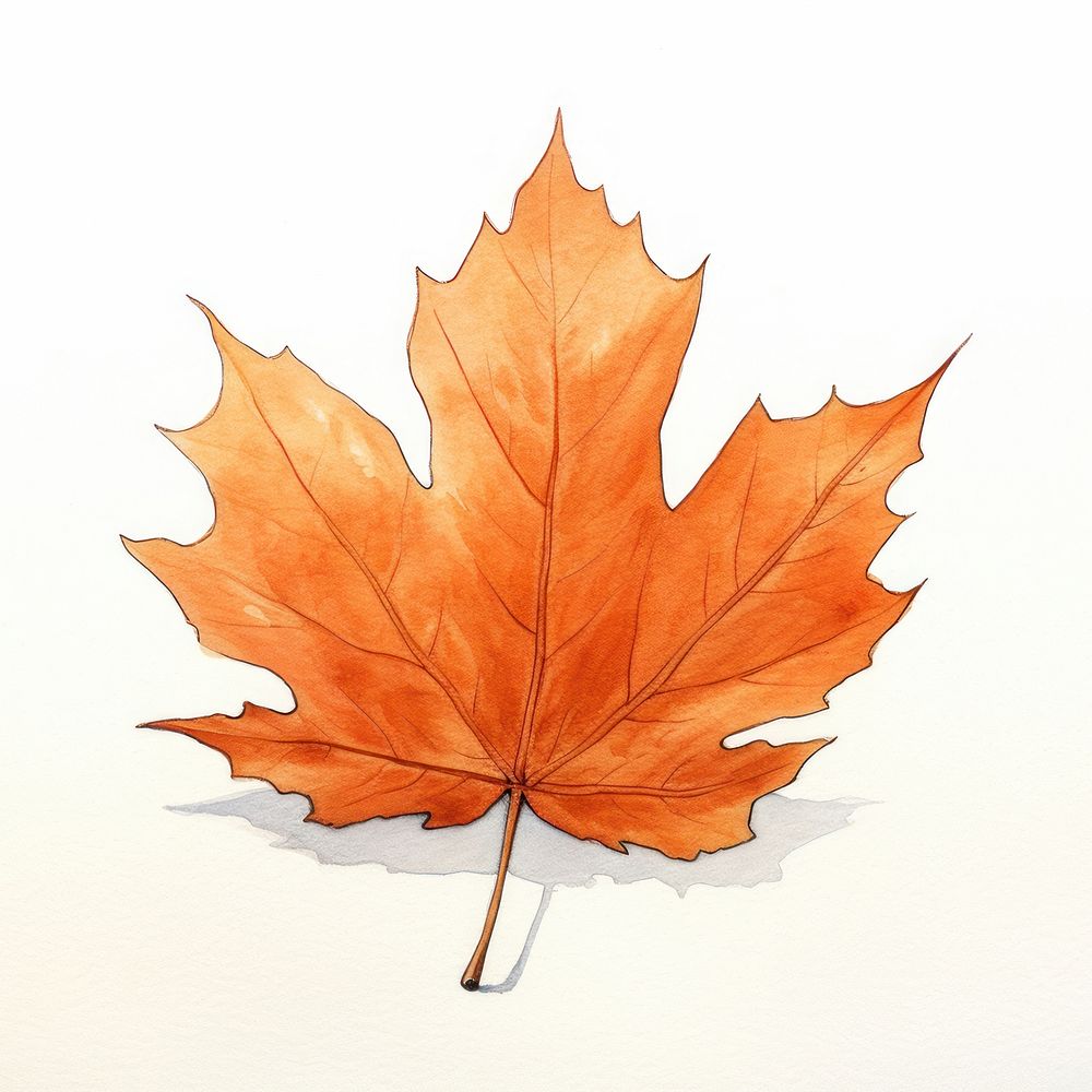 Autumn leaf sketch maple plant. AI generated Image by rawpixel.