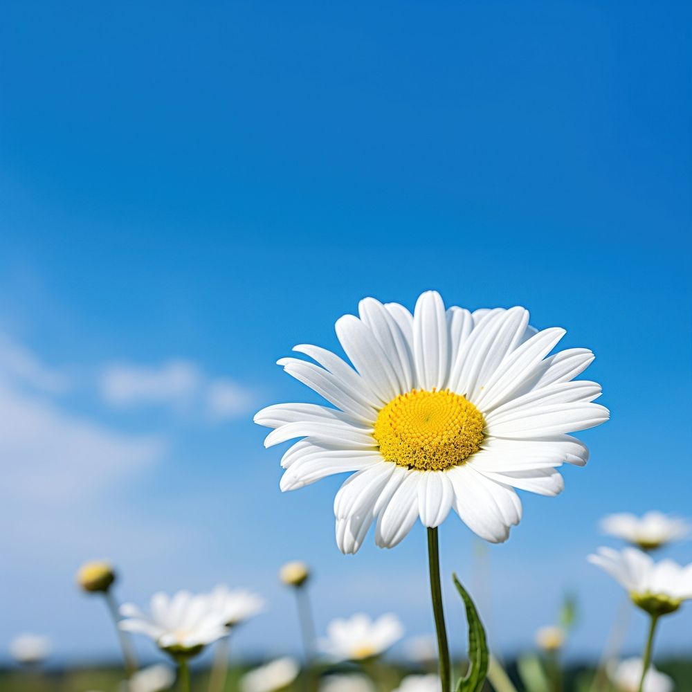 White daisy sky outdoors blossom. AI generated Image by rawpixel.