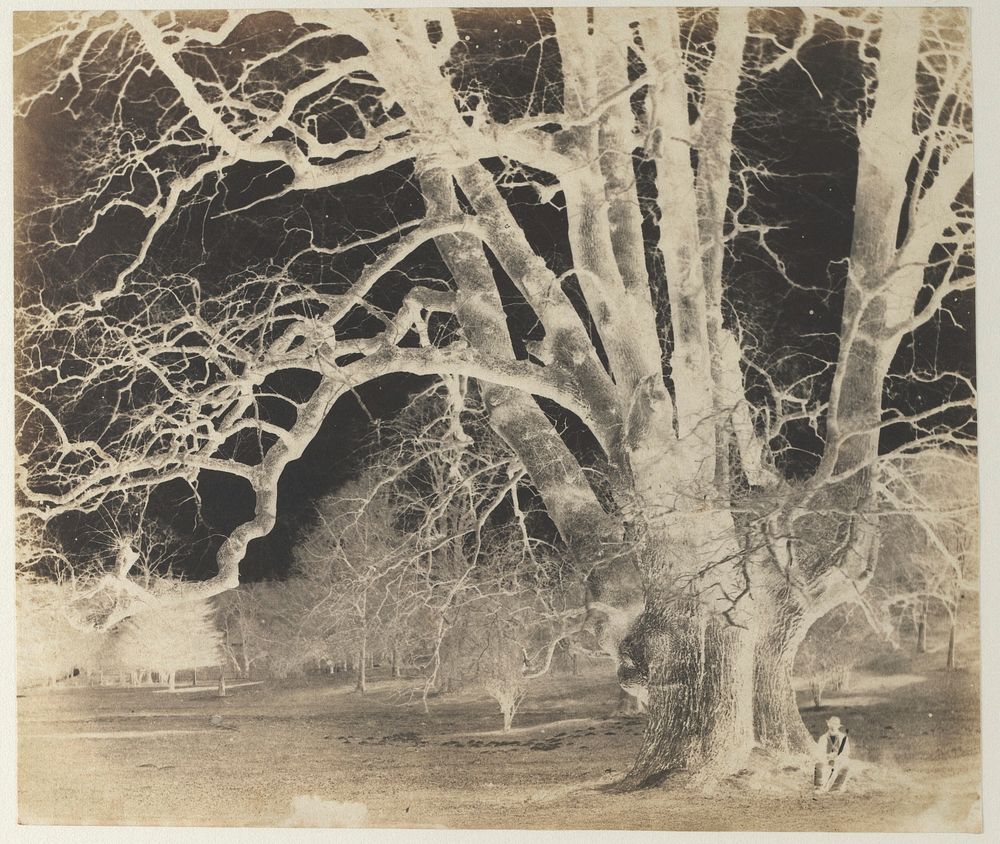 [Spreading Oak with Seated Figure]