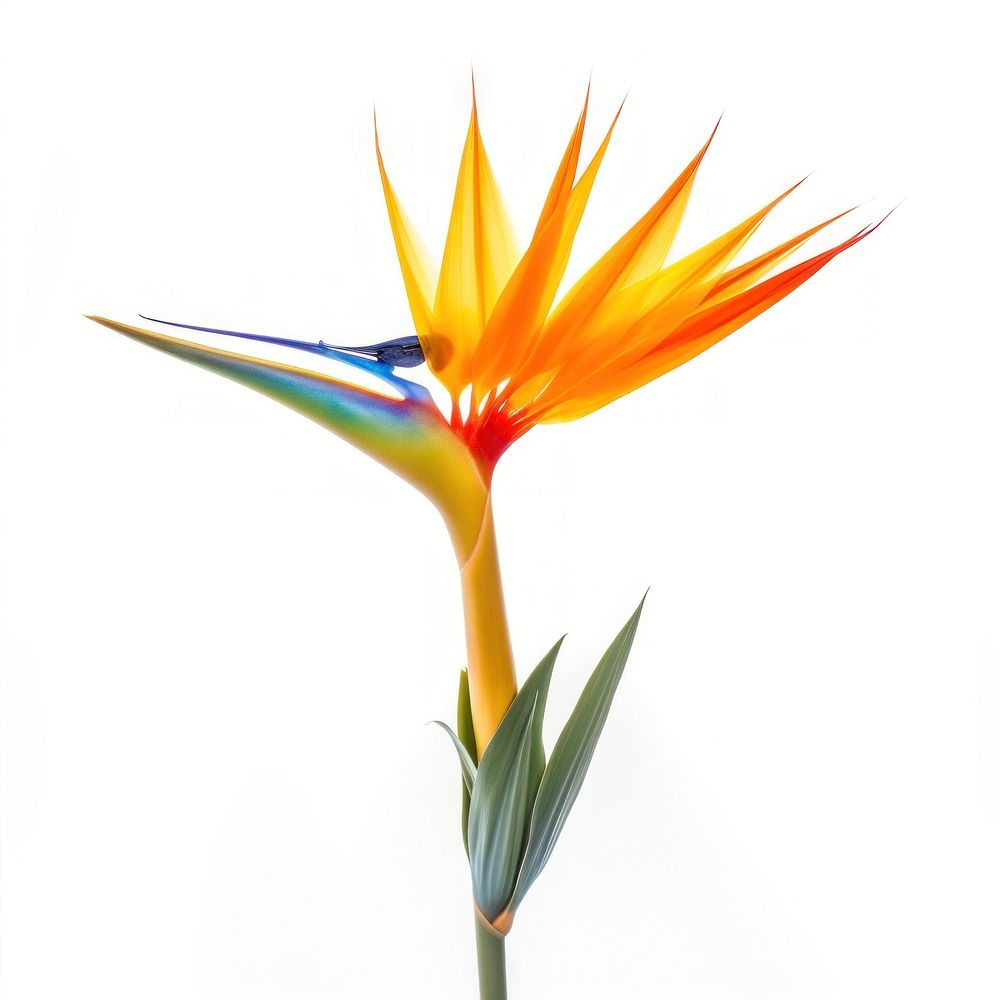 Bird of paradise flower bird plant petal. AI generated Image by rawpixel.