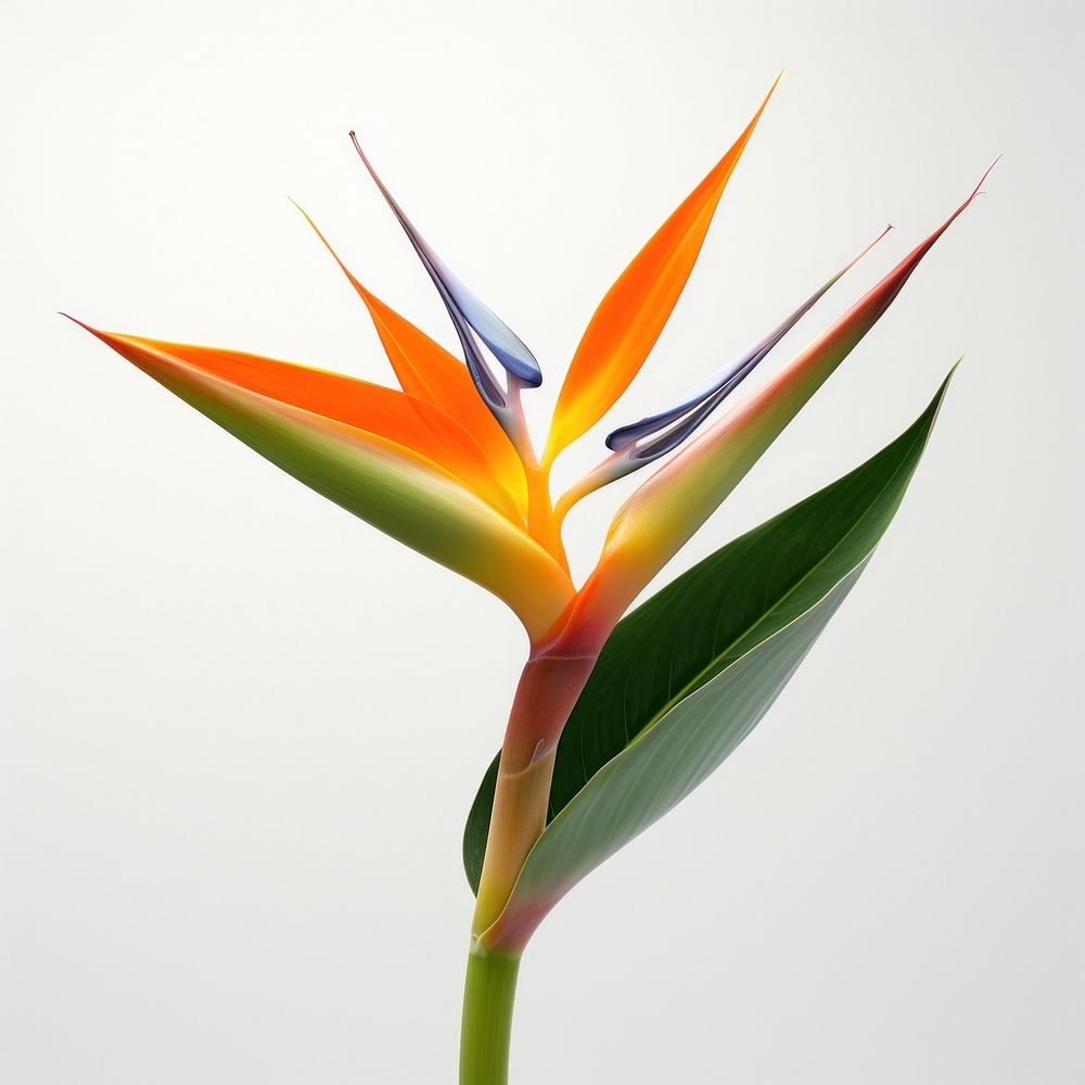 Bird of paradise flower plant petal leaf. AI generated Image by rawpixel.
