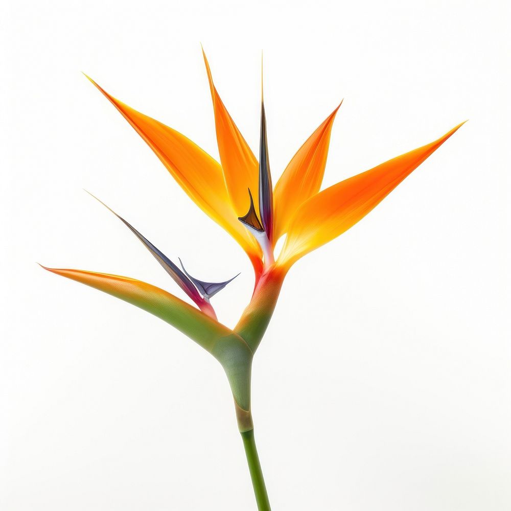 Bird of paradise flower plant petal white background. AI generated Image by rawpixel.