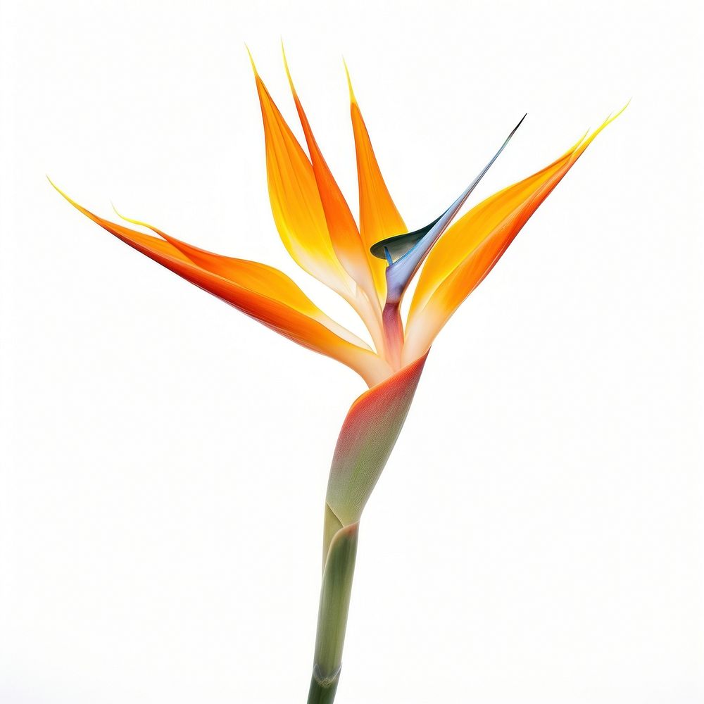 Bird of paradise flower plant petal bird. AI generated Image by rawpixel.