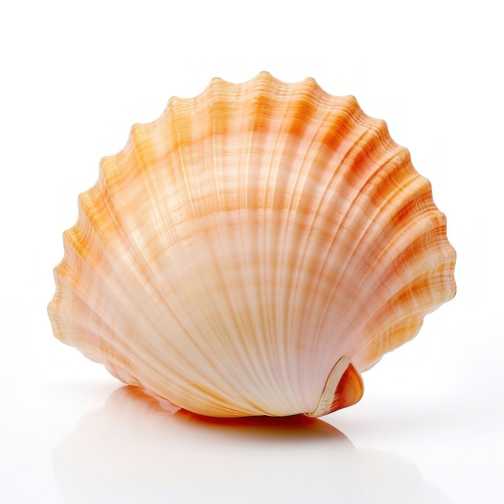 Sea shell clam sea white background. AI generated Image by rawpixel.