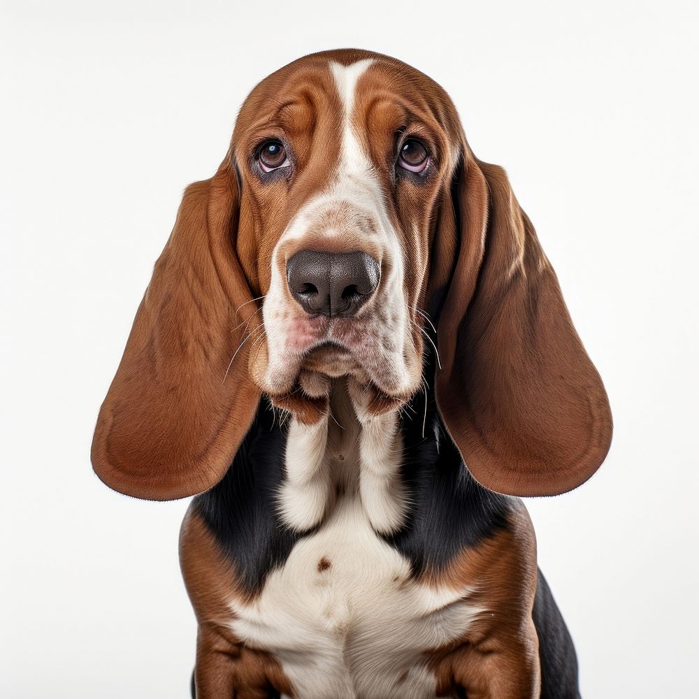 Basset Hound dog hound animal mammal. AI generated Image by rawpixel.