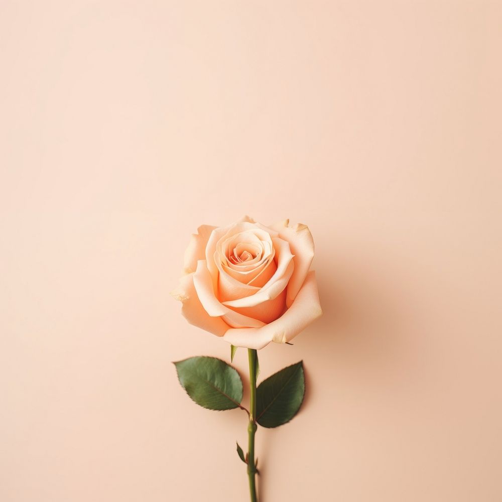 Aesthetic bouquet Peach rose blooming flower petal plant. AI generated Image by rawpixel.