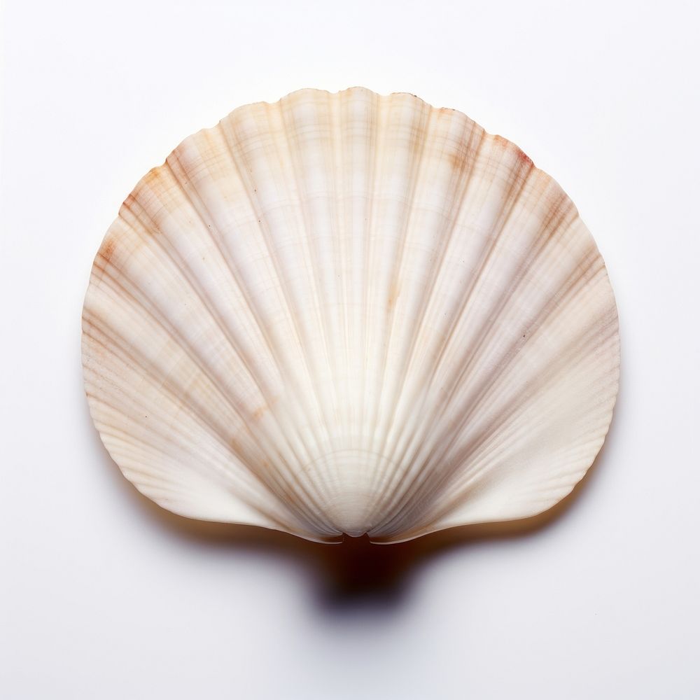 Cockle shell cockle clam white background. AI generated Image by rawpixel.