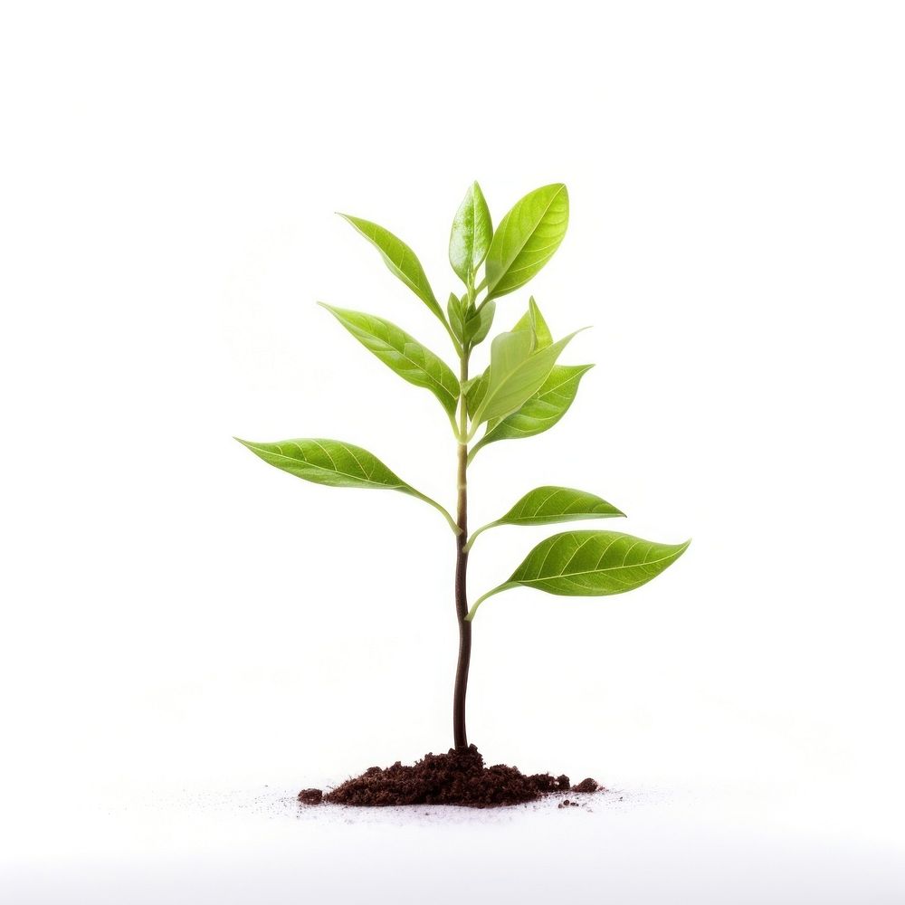 Plant sapling leaf soil white | Free Photo - rawpixel