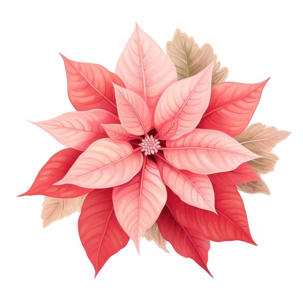 Red Poinsettia flower dahlia petal. AI generated Image by rawpixel.