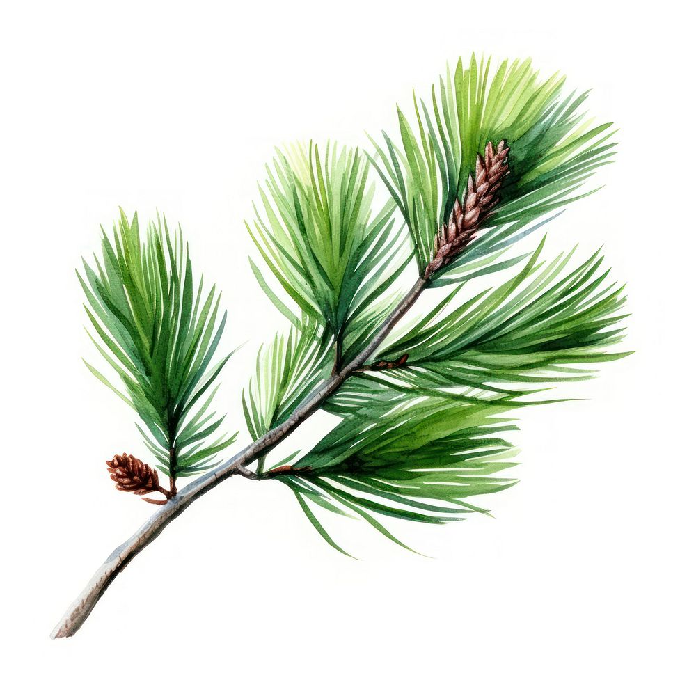 Pine branch plant tree white background. AI generated Image by rawpixel.